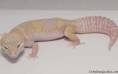 New Albino Morph Geckos – Exhibition in Bern