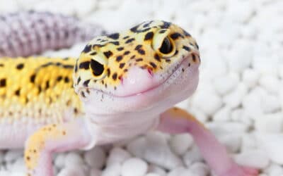 Leopard Gecko Genetics