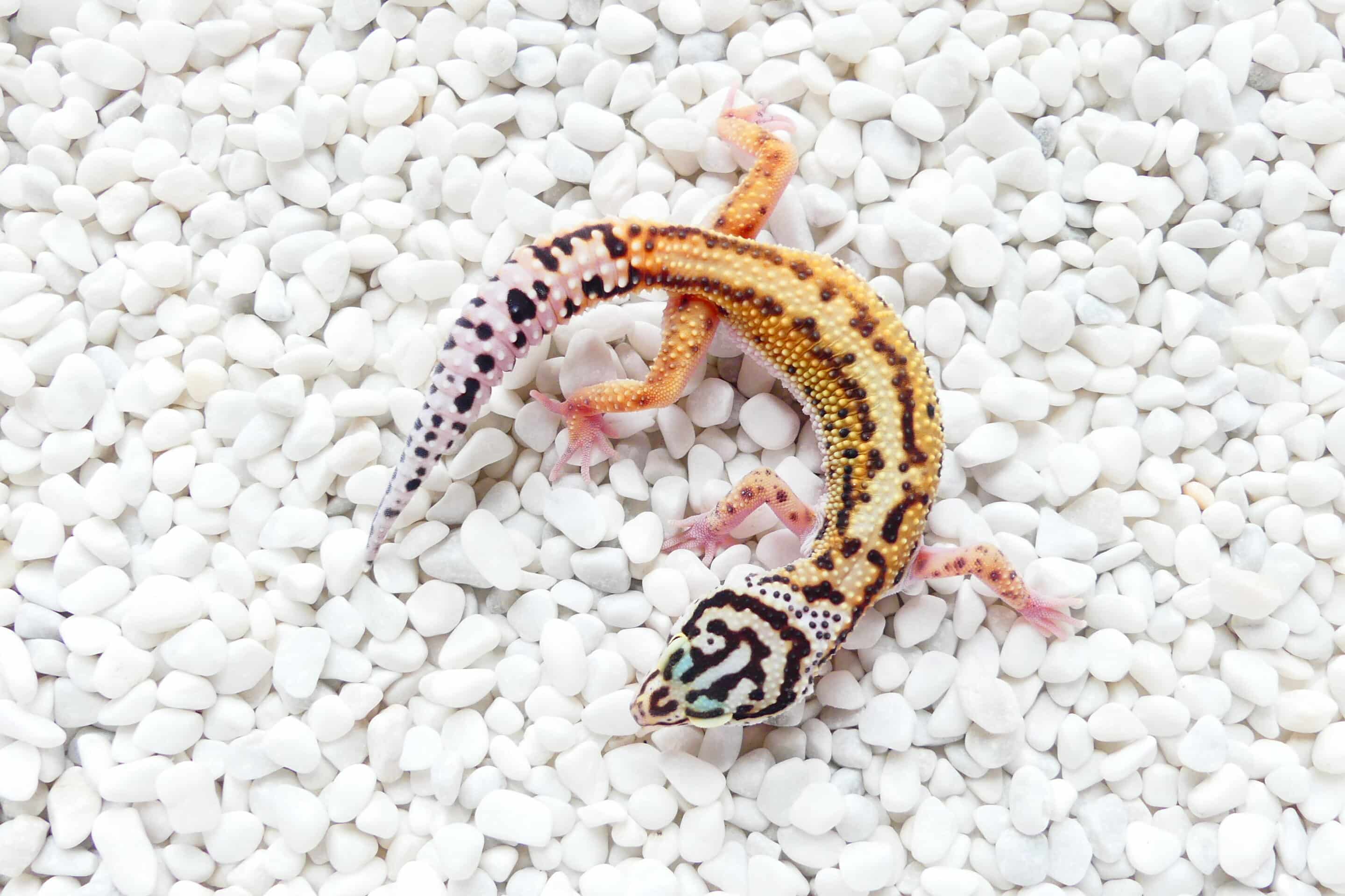 Nz 03.08.23 - Weibchen/Female - Ghost Stripe (Albey Snow Ghost pairing) Dragoon Gecko line