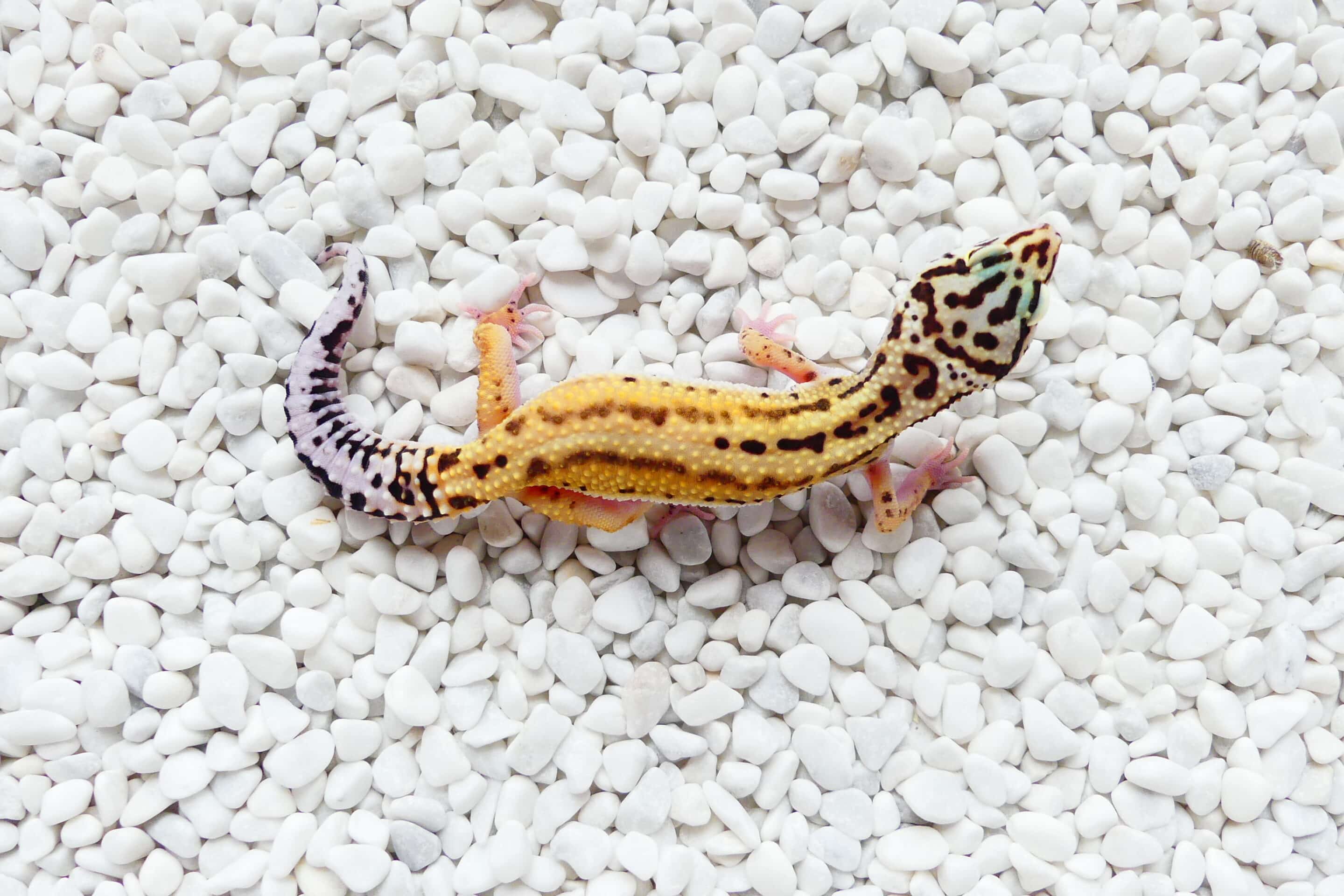Nz 03.08.23 - Weibchen/Female - Ghost Stripe (Albey Snow Ghost pairing) Dragoon Gecko line